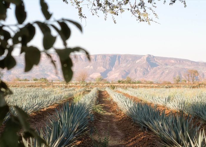 An agave field for Tequila production