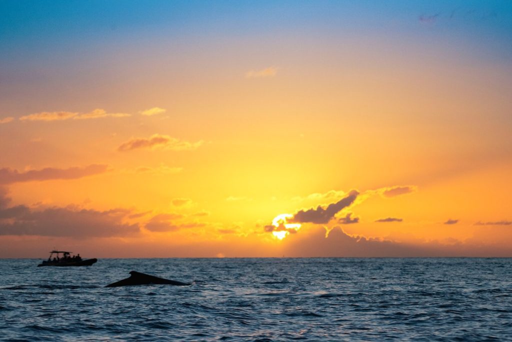 whale watching during sunset
